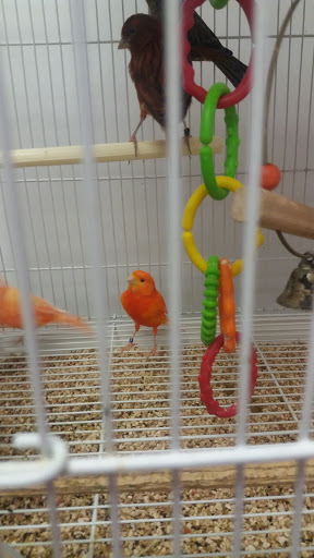 Pet Store «North East Discount Pet Center», reviews and photos, 49 Bridge St #5, Pelham, NH 03076, USA