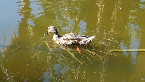 Zoo «Phoenix Zoo», reviews and photos, 455 N Galvin Pkwy, Phoenix, AZ 85008, USA