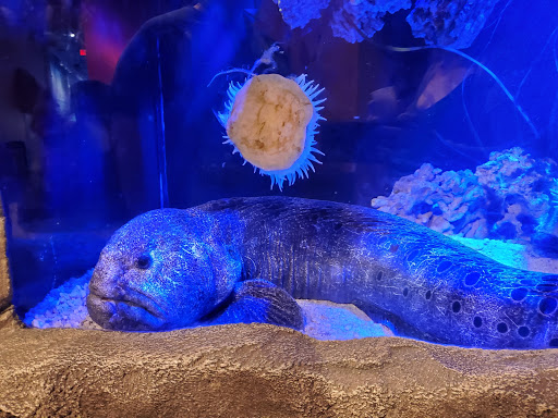 Aquarium «SeaQuest Interactive Aquarium Las Vegas», reviews and photos, 3528 S Maryland Pkwy #340, Las Vegas, NV 89169, USA