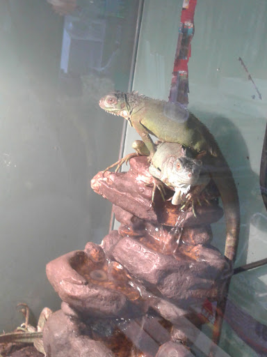 Pet Store «Southside Aquatics», reviews and photos, 2039 Pleasanton Rd, San Antonio, TX 78221, USA