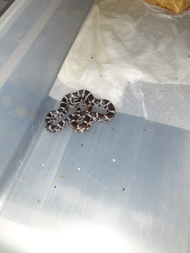 Pet Store «Petfection Exotic Pet Specialist», reviews and photos, 2989 PA-611 Suite 102, Tannersville, PA 18372, USA