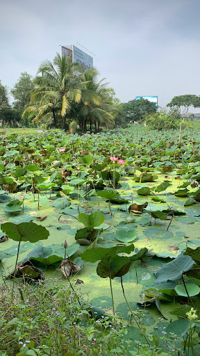 Top 20 cửa hàng cây kiểng Huyện Ba Vì Hà Nội 2022