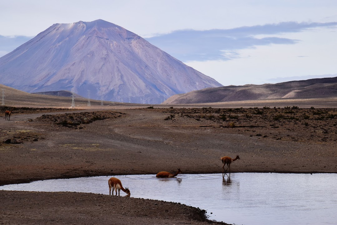 Lagunas de las vicuñas