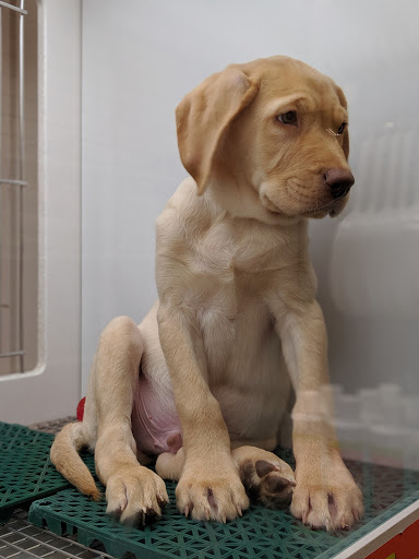 Pet Adoption Service «Petland Novi», reviews and photos, 27200 Novi Rd # A, Novi, MI 48377, USA