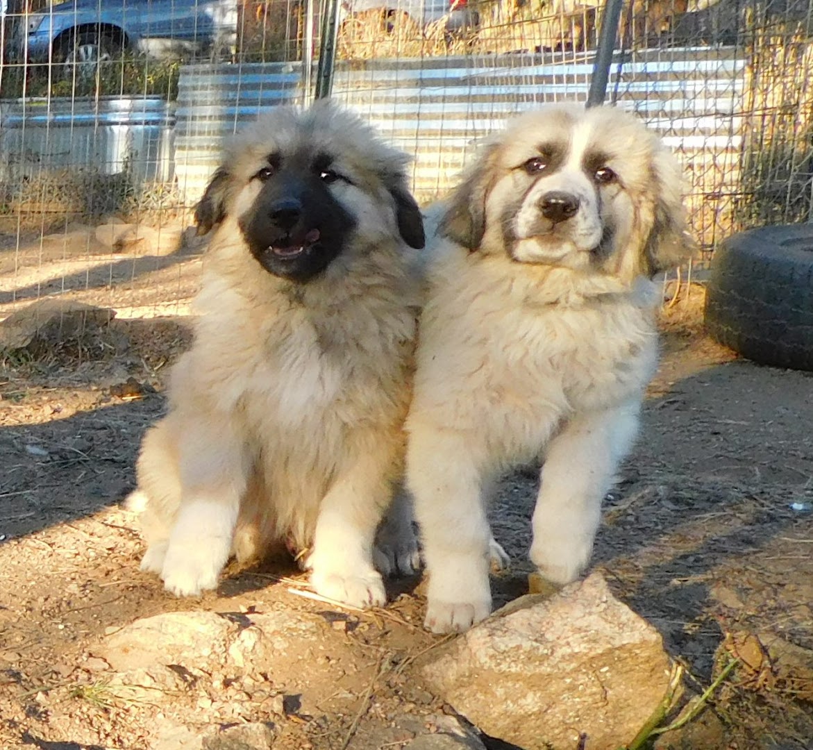 Rocky Mountain Companion Dogs