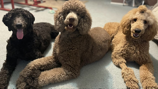 Pet Store «Animal Kingdom», reviews and photos, 4500 N Oracle Rd #254, Tucson, AZ 85705, USA