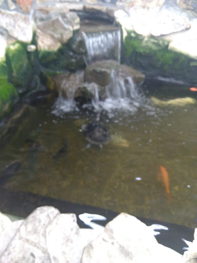 Pet Store «Fishland», reviews and photos, 205 St Louis St, West Plains, MO 65775, USA