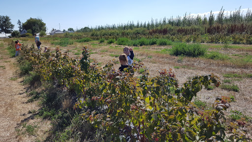 Produce Market «Berry Patch Farms», reviews and photos, 13785 Potomac St, Brighton, CO 80601, USA