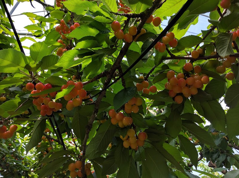 茂観光さくらんぼ園