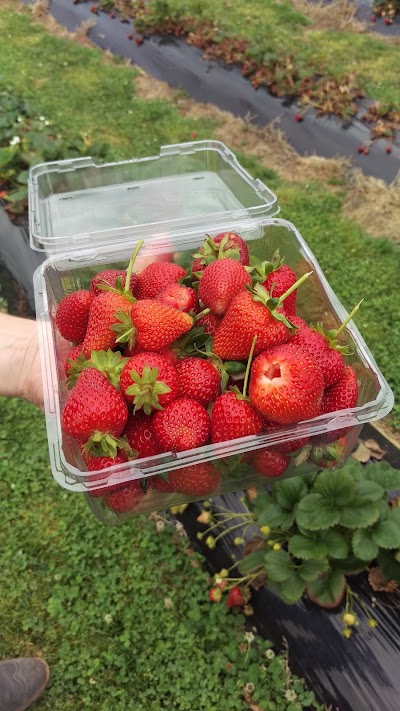 Photos of Berry World