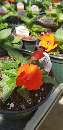 Florist «Dutch & Olgas Greenhouse», reviews and photos, 1285 NJ-36, Hazlet, NJ 07730, USA