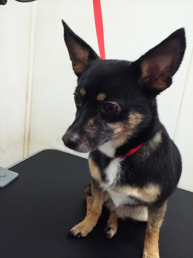 Pet Store «The Pet Set - Midtown», reviews and photos, 976 Piedmont Ave NE, Atlanta, GA 30309, USA