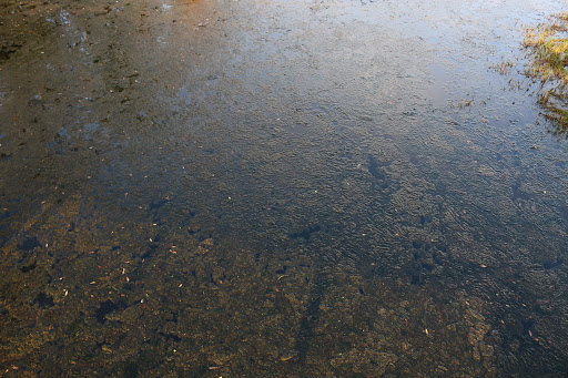 Nature Preserve «Perico Preserve», reviews and photos, 11700 Manatee Ave W, Bradenton, FL 34209, USA