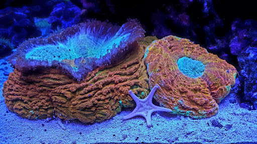 Pet Store «Sho Tank Aquariums», reviews and photos, 433 N Lake St, Mundelein, IL 60060, USA