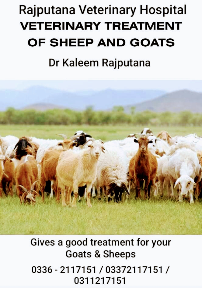 Dr Kaleem Rajputana Veterinary Hospital