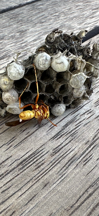 EnviroMAXX Pest Control - Henderson, NV - Photo 8 - Car repair in Henderson, NV, Henderson