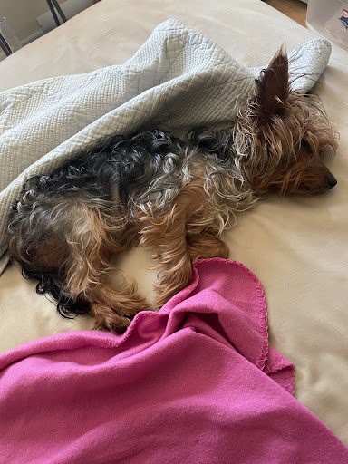 Pet Boarding Service «Ohana Pet Resort», reviews and photos, 25 N Grove St, Merritt Island, FL 32953, USA