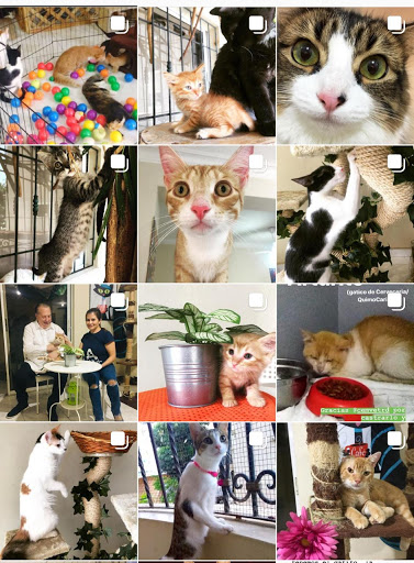 Aura Pet Sitter - Hotel para Gatos
