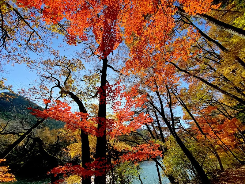 川治あじさい公園