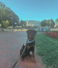 Poseidon K9 Dog Training - Photo 6 - Car repair in , North Charleston