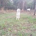 Photo n°5 de l'avis de M. fait le 20/07/2018 à 22:25 sur le  Agriturismo Nuraghe Murtarba à Villagrande Strisaili