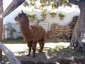 Best Animal Farms In Arequipa Near You