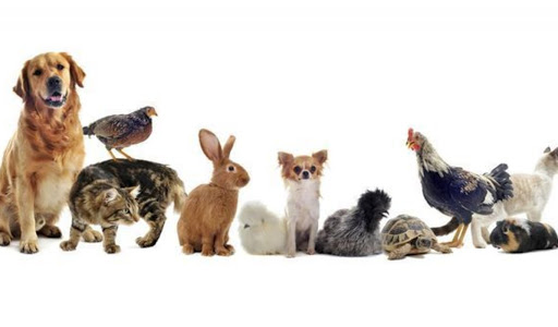 Clínica Veterinaria Gestyvet Pinomontano en Sevilla