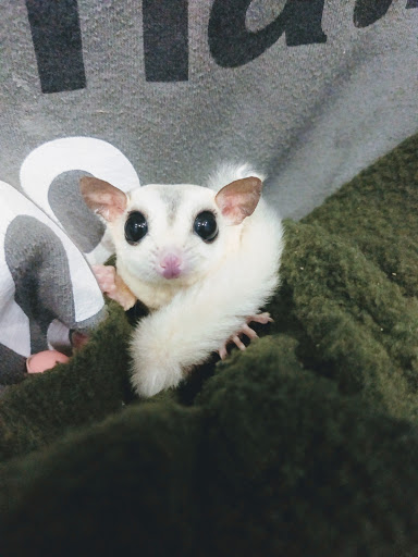 Pet Store «The Pet Glider, Glider World», reviews and photos, 11407 Craighead Dr, Houston, TX 77025, USA