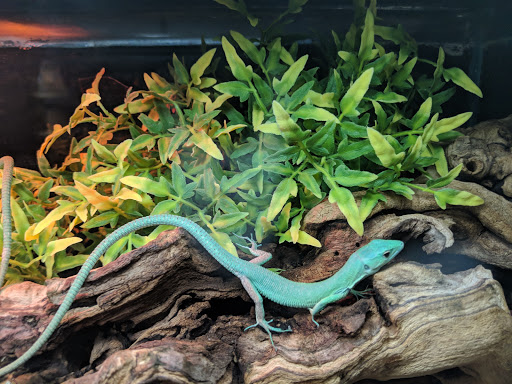 Pet Store «Parker Exotic Pets», reviews and photos, 17880 Cottonwood Dr, Parker, CO 80134, USA