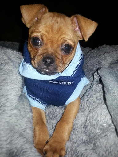 Pet Supply Store «PetSmart», reviews and photos, 1630 13th Ave E, West Fargo, ND 58078, USA