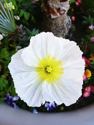 Shoe Store «DSW Designer Shoe Warehouse», reviews and photos, 7923 N Blackstone Ave, Fresno, CA 93720, USA