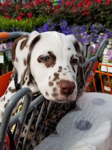 Home Improvement Store «The Home Depot», reviews and photos, 2312 Eastern Blvd, Montgomery, AL 36117, USA