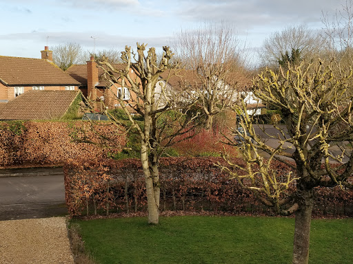 Tree pruning Swindon