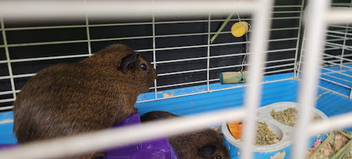 Animal Feed Store «All Pet Feed & Tack», reviews and photos, 25598 E Baseline St, San Bernardino, CA 92410, USA