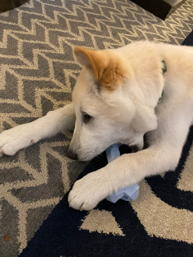 Pet Supply Store «Sprocket & Stone», reviews and photos, 1013 E 53rd St, Chicago, IL 60615, USA