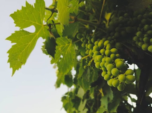 Domaine Casta - Vignoble à Santo-Pietro-di-Tenda