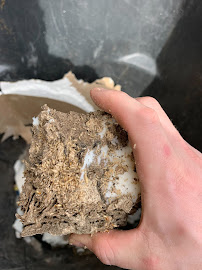 Arrow Termite and Pest Control - Monroe - Photo 6 - Car repair in Monroe, LA, Monroe