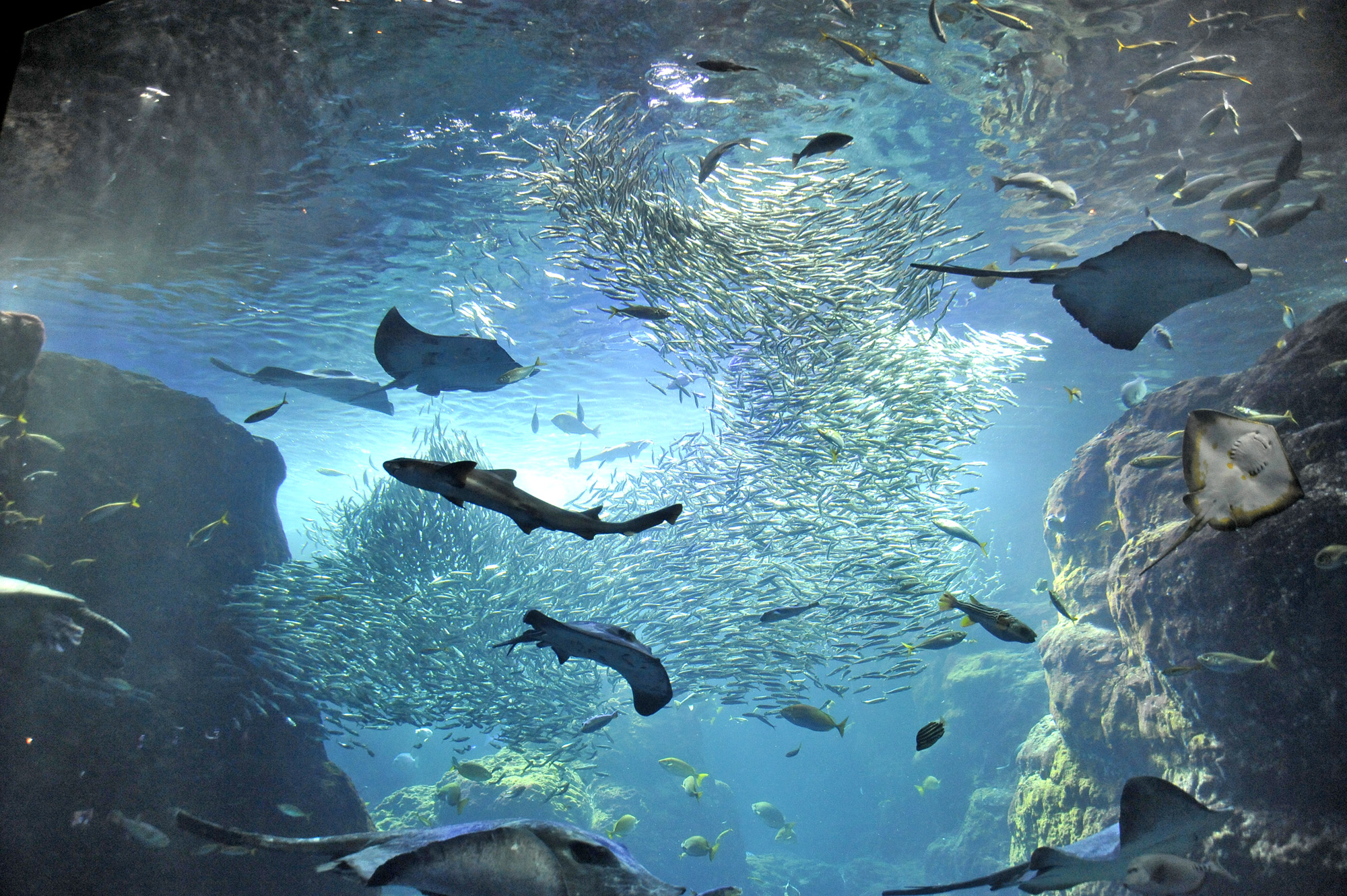 Picture of a place: Enoshima Aquarium