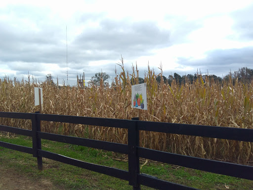 Farm «Buford Corn Maze.», reviews and photos, 4470 Bennett Rd, Buford, GA 30519, USA