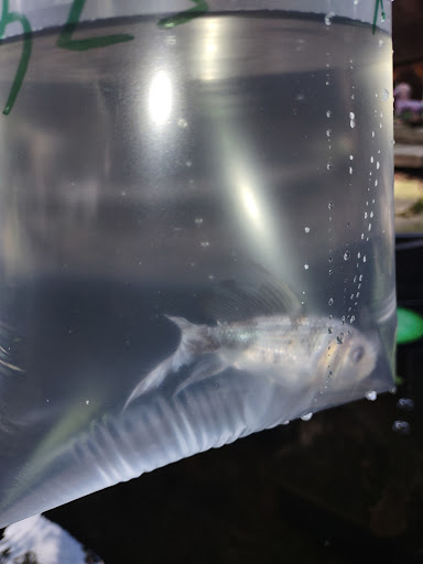 Pet Supply Store «Broad Mountain Pet Supply», reviews and photos, 151 E Laurel St, Frackville, PA 17931, USA