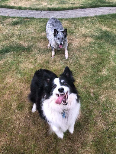 Pet Supply Store «PetSmart», reviews and photos, 316 NE 78th St, Vancouver, WA 98665, USA