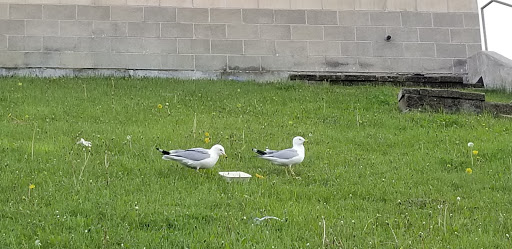 Stadium «Toyota Park», reviews and photos, 7000 Harlem Ave, Bridgeview, IL 60455, USA