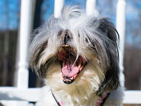 Sarah's Pet Sitting - Photo 8 - Car repair in Cheshire, CT, Hartford