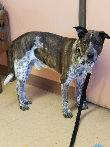 Madera Veterinary Hospital image