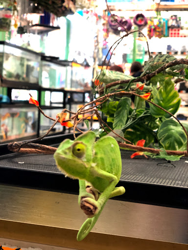 Pet Supply Store «Super Pet Store», reviews and photos, 5220 S Pulaski Rd, Chicago, IL 60632, USA