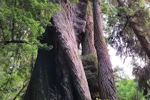 Corkscrew Tree image