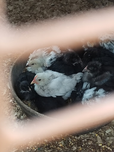 Pet Supply Store «Mini Ranch Feed Store», reviews and photos, 10103 Moursund Blvd, San Antonio, TX 78221, USA