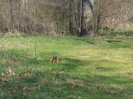 Golf Course «Pine View Golf Club», reviews and photos, Pulver Rd, Three Rivers, MI 49093, USA