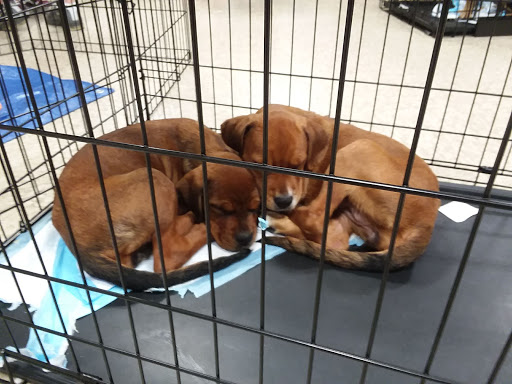 Pet Supply Store «PetSmart», reviews and photos, 5005 S 74th St, Greenfield, WI 53220, USA