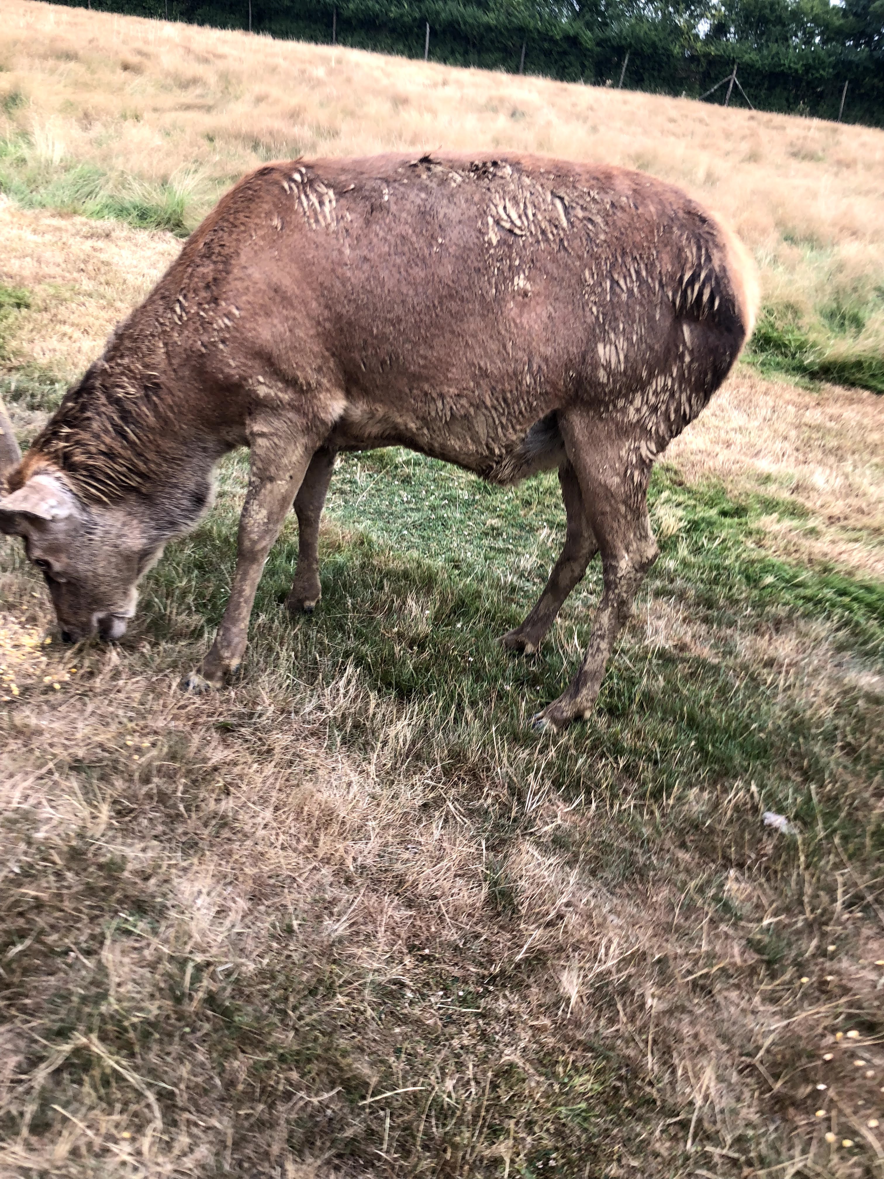 Photo n° 23 de l'avis de Julien.o fait le 27/07/2018 à 17:41